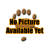 Conker - a 5 ¼ inch Bear by Claire Nicholson